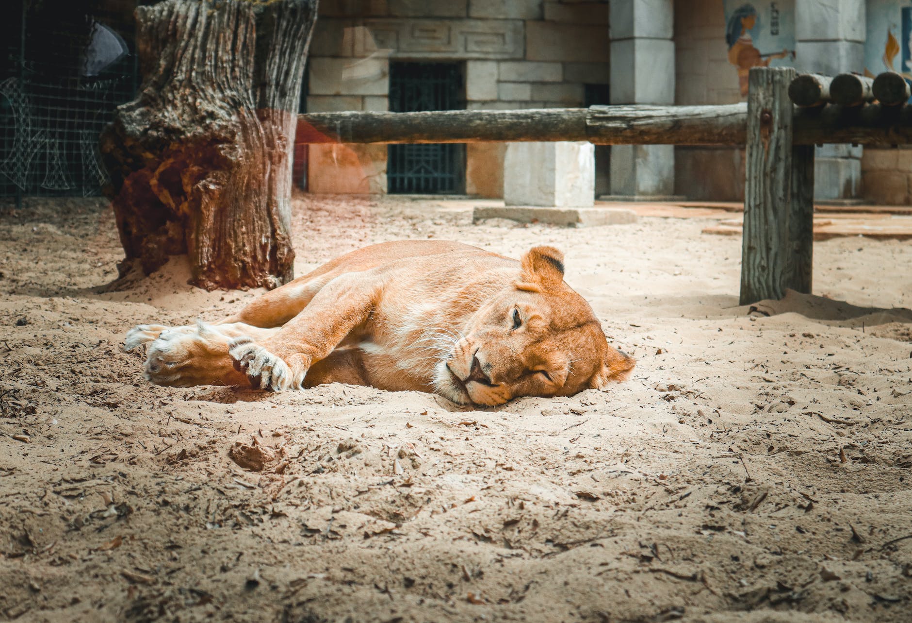 lioness sleeping on the sand in the zoo enclosure